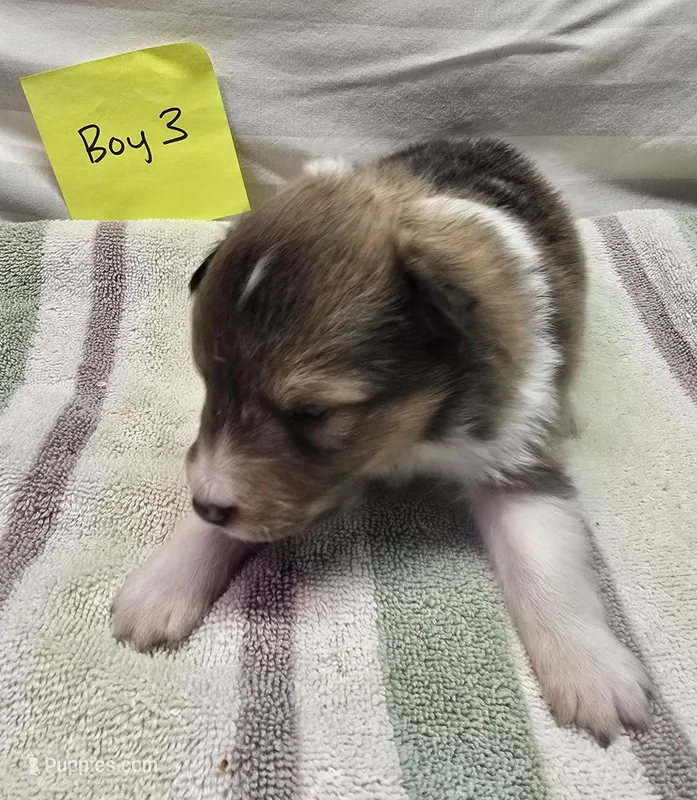 Trixie3 – Shetland Sheepdog puppy for sale in Caldwell, TX