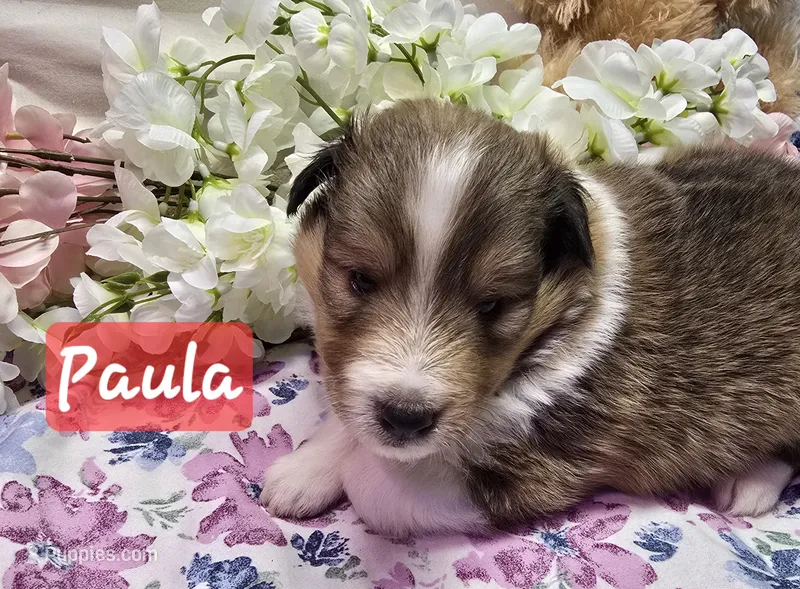 PAULA – Shetland Sheepdog puppy for sale in Caldwell, TX
