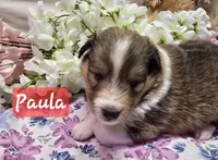 PAULA, a female Shetland Sheepdog for sale in Caldwell, TX – 1 of 1