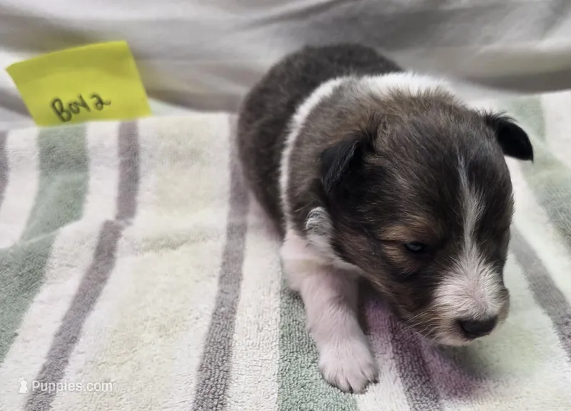 Trixie 2 – Shetland Sheepdog puppy for sale in Caldwell, TX