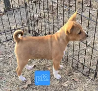 processed/f4b1f510-3ff2-4ba2-ada7-fd40868e62df/listing/ec4007cd-e7cb-448d-8f4d-5cc678933059/3bcc5ccd-f465-4ff2-a65f-4a212e651446