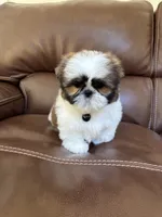 AKC MAX, a male Shih Tzu for sale in Cumming, GA – 4 of 5