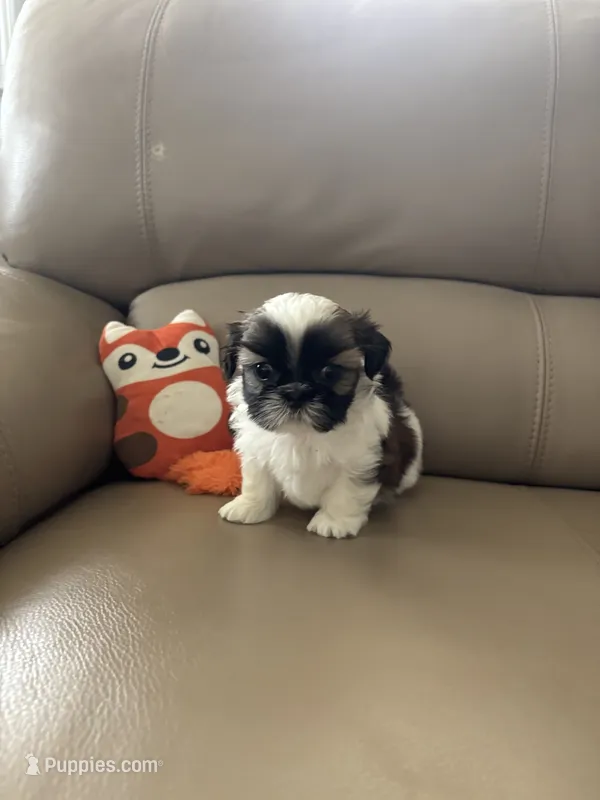 COCO – Shih Tzu puppy for sale in Cumming, GA