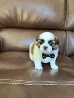 AKC CHARLIE BROWN, a male Shih Tzu for sale in Cumming, GA – 4 of 5