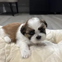 Kong , a male Shih Tzu for sale in Cumming, GA – 3 of 5