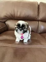 AKC COCO, a female Shih Tzu for sale in Cumming, GA – 4 of 4