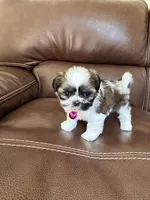 Coco , a female Shih Tzu for sale in Cumming, GA – 5 of 5
