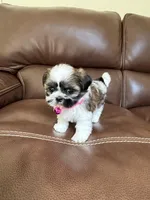 Coco , a female Shih Tzu for sale in Cumming, GA – 3 of 5