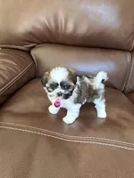 Coco , a female Shih Tzu for sale in Cumming, GA – 4 of 5