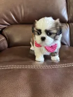 AKC TINKER BELL, a female Shih Tzu for sale in Cumming, GA – Photo 3 of 5