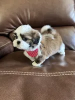 AKC TINKER BELL, a female Shih Tzu for sale in Cumming, GA – Photo 4 of 5