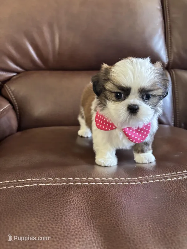 AKC TINKER BELL – Shih Tzu puppy for sale in Cumming, GA