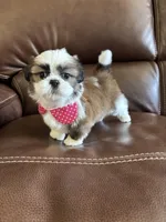 AKC TINKER BELL, a female Shih Tzu for sale in Cumming, GA – Photo 5 of 5