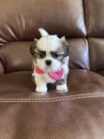 AKC TINKER BELL, a female Shih Tzu for sale in Cumming, GA – Photo 2 of 5