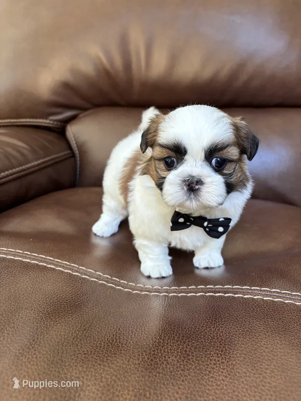 AKC CHARLIE BROWN, a male Shih Tzu for sale in Cumming, GA – 1 of 5
