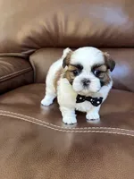 AKC CHARLIE BROWN, a male Shih Tzu for sale in Cumming, GA – 1 of 5
