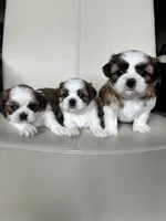 AKC, a female Shih Tzu for sale in Cumming, GA – Photo 1 of 2