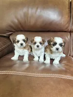 AKC, a female Shih Tzu for sale in Cumming, GA – Photo 2 of 2