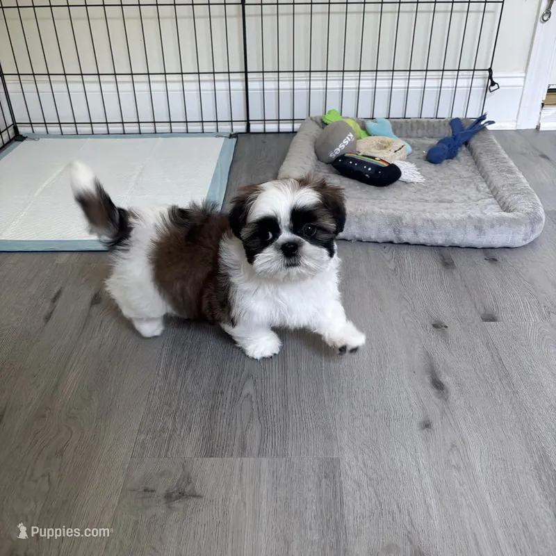 AKC Kong  – Shih Tzu puppy for sale in Cumming, GA