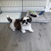 AKC Kong , a male Shih Tzu for sale in Cumming, GA – 1 of 4