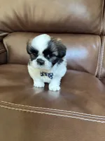 AKC Max, a male Shih Tzu for sale in Cumming, GA – 4 of 4