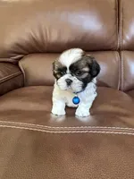 Max, a male Shih Tzu for sale in Cumming, GA – 2 of 4