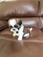 Charlie Brown, a male Shih Tzu for sale in Cumming, GA – 2 of 4