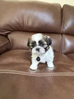 Charlie Brown, a male Shih Tzu for sale in Cumming, GA – 4 of 4