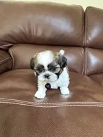 Charlie Brown, a male Shih Tzu for sale in Cumming, GA – 3 of 4