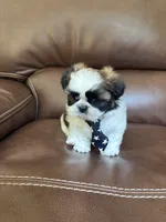 AKC Kong , a male Shih Tzu for sale in Cumming, GA – 4 of 4