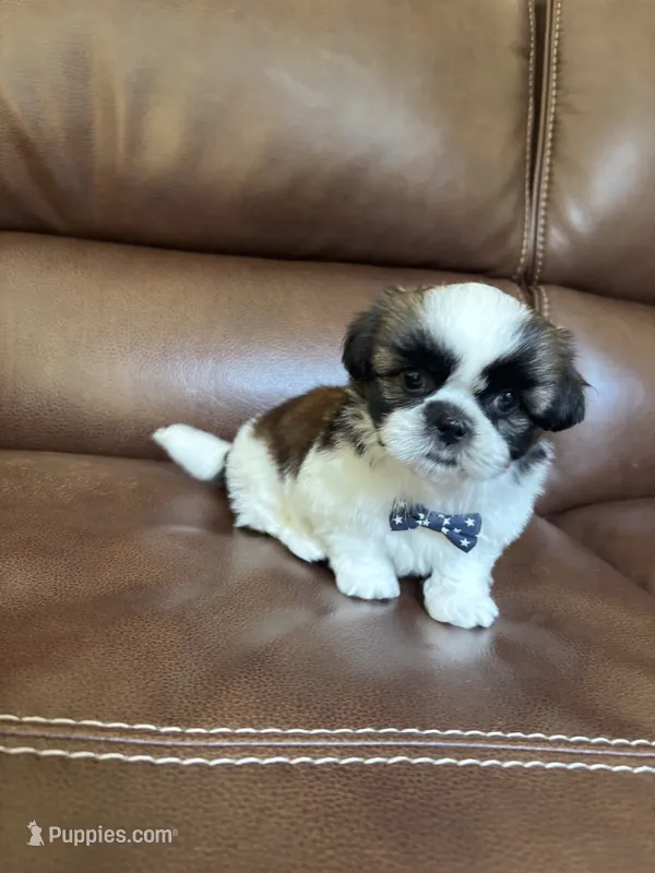 AKC Max – Shih Tzu puppy for sale in Cumming, GA