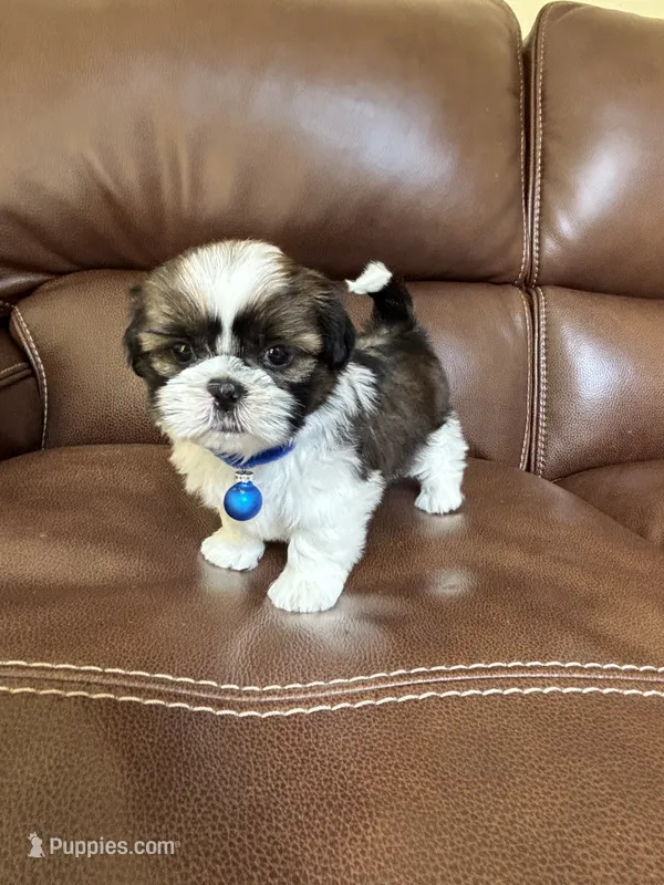 Max – Shih Tzu puppy for sale in Cumming, GA