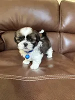 Max, a male Shih Tzu for sale in Cumming, GA – 1 of 4