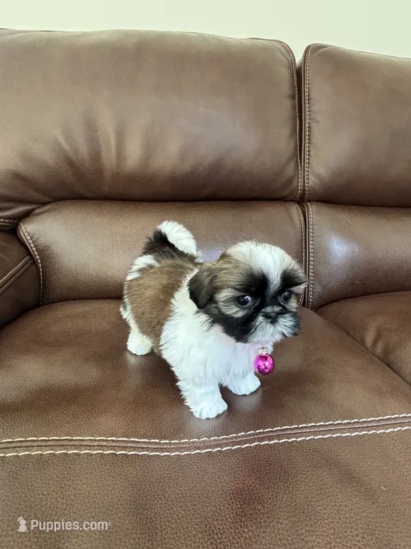 AKC COCO – Shih Tzu puppy for sale in Cumming, GA