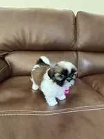 AKC COCO, a female Shih Tzu for sale in Cumming, GA – 1 of 4