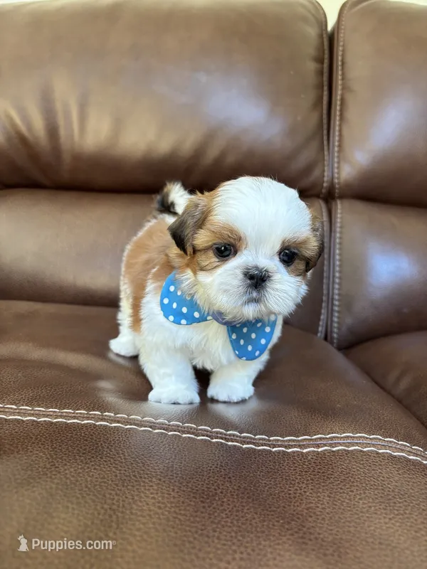 AKC KONG  – Shih Tzu puppy for sale in Cumming, GA