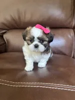 AKC Angle , a female Shih Tzu for sale in Cumming, GA – 3 of 5
