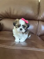 AKC Angle , a female Shih Tzu for sale in Cumming, GA – 2 of 5