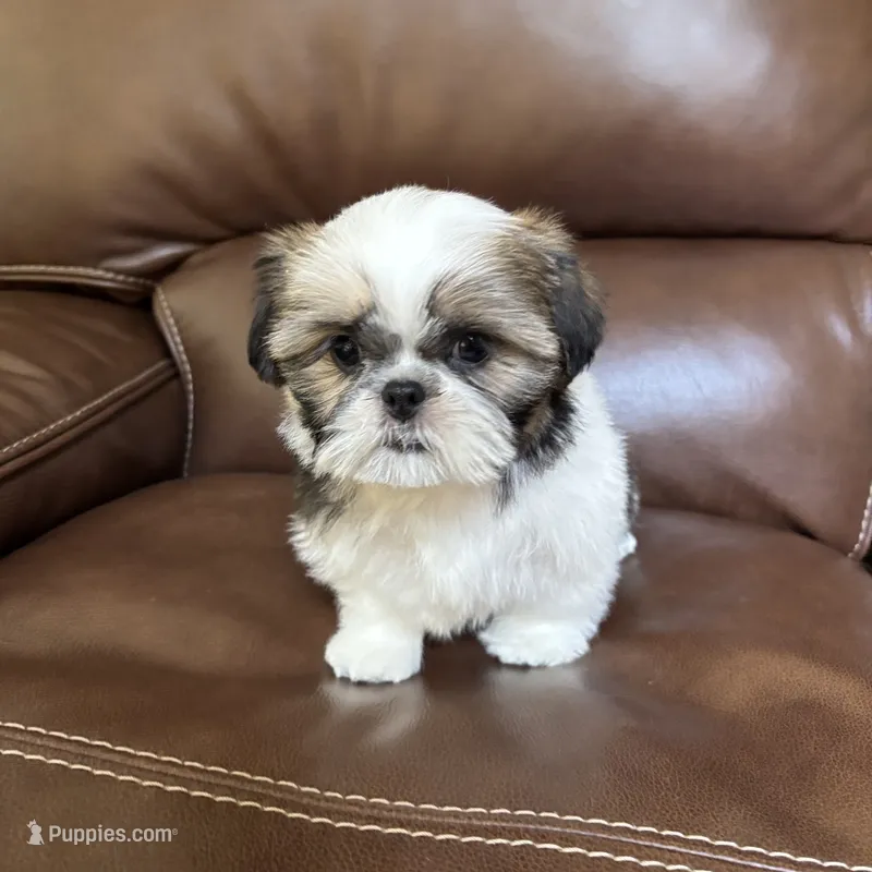 AKC CHARLIE BROWN – Shih Tzu puppy for sale in Cumming, GA