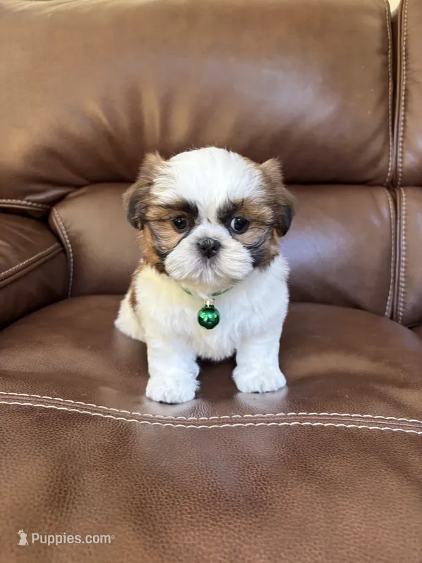 AKC Max – Shih Tzu puppy for sale in Cumming, GA