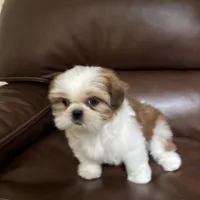 AKC Teddy , a male Shih Tzu for sale in Cumming, GA – 2 of 4