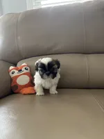 COCO, a female Shih Tzu for sale in Cumming, GA – 3 of 5