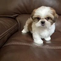 AKC Teddy , a male Shih Tzu for sale in Cumming, GA – 4 of 4