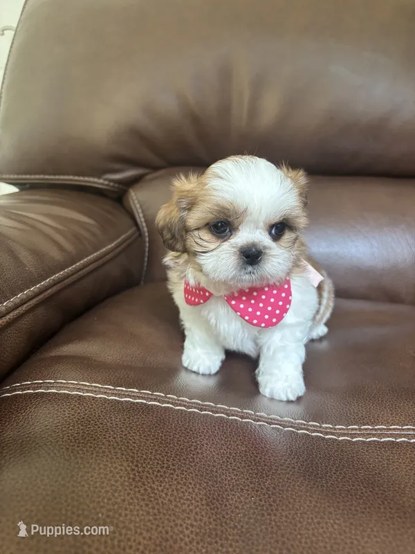 Tinker Bell – Shih Tzu puppy for sale in Cumming, GA