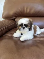 AKC MAX, a male Shih Tzu for sale in Cumming, GA – 3 of 5