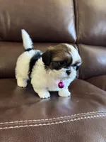 AKC COCO, a female Shih Tzu for sale in Cumming, GA – Photo 3 of 5