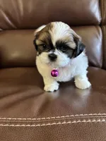 AKC COCO, a female Shih Tzu for sale in Cumming, GA – Photo 2 of 5