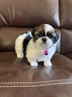 AKC COCO, a female Shih Tzu for sale in Cumming, GA – Photo 5 of 5