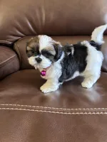 AKC COCO, a female Shih Tzu for sale in Cumming, GA – Photo 4 of 5