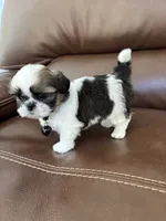 AKC CHARLIE BROWN, a male Shih Tzu for sale in Cumming, GA – 4 of 5